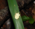 DSCN3133トホシカメムシ幼虫 - 縮小.JPG