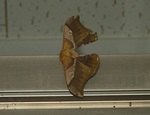 DSCN3569 - NXTikj.JPG