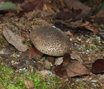 DSCN3584�w�r�L�m�R���h�L�� - �k��.JPG