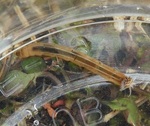 DSCN7669 -ガガンボ類の幼虫.JPG