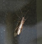 DSCN8300 - NJQikj.JPG