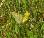 DSCN8437 - �����L�`���E.JPG