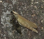 DSCN9739 - ヤマサナエ(縮).JPG
