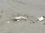 IMG_2594.JPG