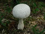 shiroonitake 5077.JPG