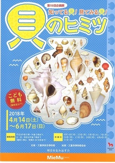 貝のヒミツ1.jpg